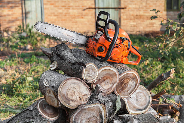 Best Dead Tree Removal  in Hudson, TX